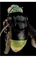 Orchid Bee Euglossini Journal: Take Notes, Write Down Memories in this 150 Page Lined Journal