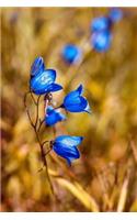 Blue Round Leaved Bellflower Journal: 150 Page Lined Notebook/Diary