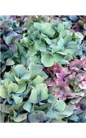 Hydrangeas: Flowering Plants Journal/Notebook/Diary(Flowers)