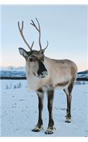 Reindeer in Winter Journal: 150 Page Lined Notebook/Diary