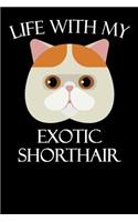 Life with My Exotic Shorthair