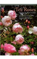 Tea Roses