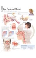 Ear, Nose & Throat Laminated Poster