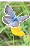 Blue Butterfly