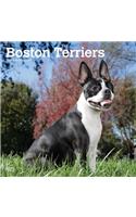 Boston Terriers 2020 Square