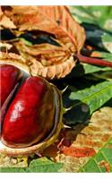 Chestnuts Notebook: 150 lined pages, softcover, 6 x 9