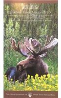 Wildlife of Grand Teton National Park