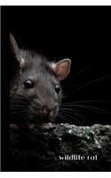 Wildlife Rat