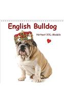 English Bulldog * Hottest Xxl-Models 2018