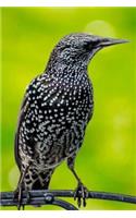 Mind Blowing Sturnus Vulgaris Journal: 150 page lined jouranl