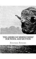 American Merino Sheep For Wool and Mutton