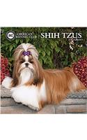 American Kennel Club Shih Tzus 2018 Wall Calendar
