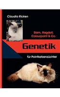 Genetik für Pointkatzenzüchter