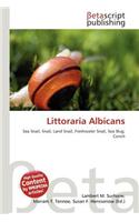 Littoraria Albicans: (English)