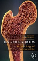 Bone Remodeling Process
