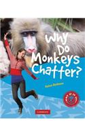 Why Do Monkeys Chatter?
