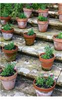 Flowers in Terracotta Pots on the Garden Steps Spring Journal