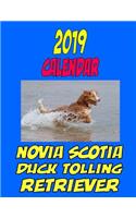 2019 Calendar Novia Scotia Duck Tolling Retriever