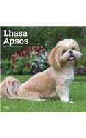 Lhasa Apsos 2019 Square