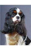 Cavalier King Charles Spaniel Notebook: 8.5 x 11, College Ruled, 150 Pages for Elementary, Primary, Middle, High School or University For Dog Fans