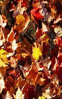 Fall Colors 2020 Weekly Planner Pretty Autumn Leaves 134 Pages: 2020 Planners Calendars Organizers Datebooks Appointment Books Agendas