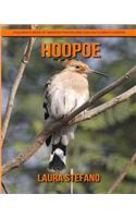 Hoopoe
