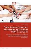 �tude Du G�ne Cernunnos, Un Lien Entre R�paration de l''adn Et Immunit�