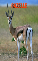 Gazelle: Fun Facts & Cool Pictures