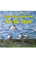 Migrating with the Arctic Tern
