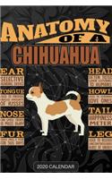 Anatomy Of A Chihuahua