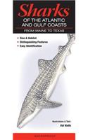 Sharks of the Atlantic and Gulf Coasts