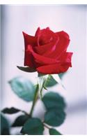 Floral Journal Single Red Rose Natural Beauty