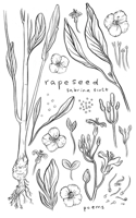 Rapeseed