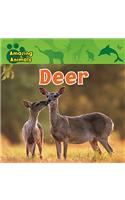 Deer