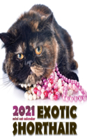 Exotic Shorthair 2021 Mini Cat Calendar