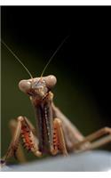 Playing Peek a Boo, Praying Mantis Journal: Take Notes, Write Down Memories in this 150 Page Lined Journal