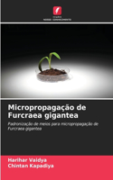 Micropropagação de Furcraea gigantea