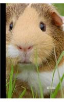 Guinea Pig Notebook