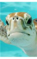 Say Hello to the Sea Turtle Journal: 150 Page Lined Notebook/Diary
