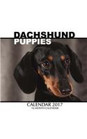 Dachshund Puppies Calendar 2017