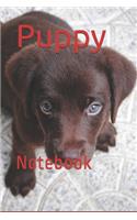 Puppy