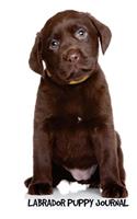 Labrador Puppy Journal: 6 x 9 inch dog notebook, Labrador Retriever, Chocolate Lab, blank diary, 200 pages
