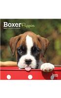 BOXER PUPPIES 2020 MINI WALL CALENDAR