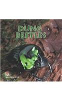 Dung Beetles