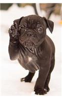 A Precious Little Black Bulldog Puppy in the Snow Journal