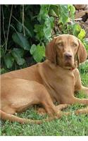 A Beautiful Hungarian Vizsla Dog Pet Journal: 150 Page Lined Notebook/Diary