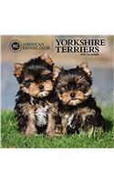 American Kennel Club Yorkshire Terriers 2018 Wall Calendar