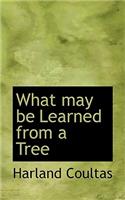 What May Be Learned from a Tree