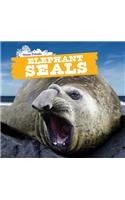 Elephant Seals
