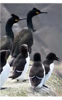 Flock of Razorbills on the Rocks Seabird Journal: 150 Page Lined Notebook/Diary